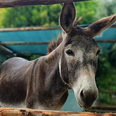 Hostel Wiki Colive Zagarolo