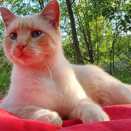 Albergue Wiki Colive *