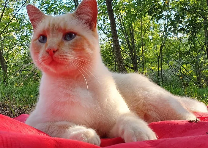 Albergue Wiki Colive *